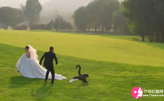 黑天鹅保护自己的领地 黑天鹅保护自己的领地