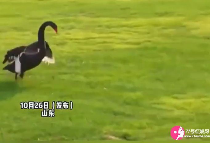 黑天鹅追赶新娘 黑天鹅追赶新娘