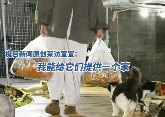 为小猫带回食物