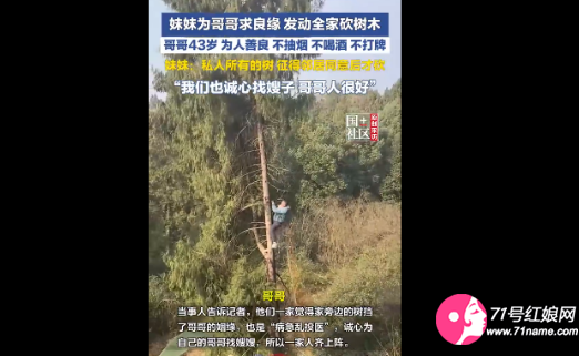妹妹为哥哥求良缘发动全家砍树