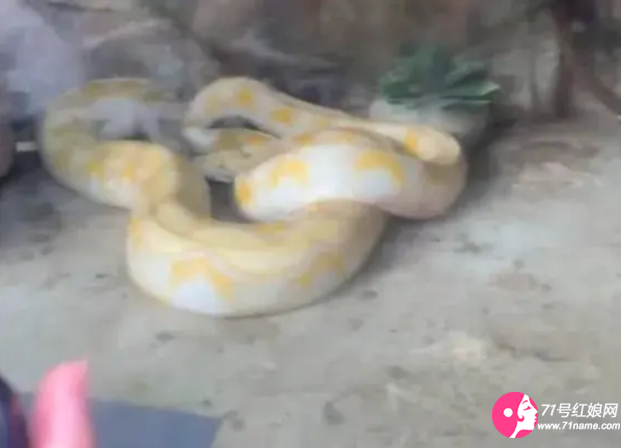 活兔喂蟒蛇